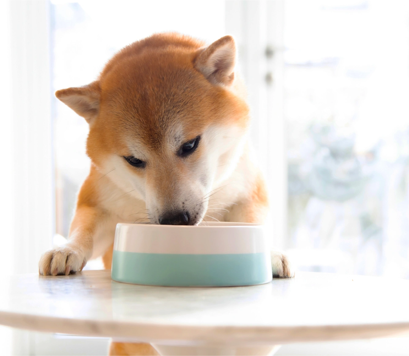 Ocean's Bounty Salmon Feast for Happy Healthy Dogs